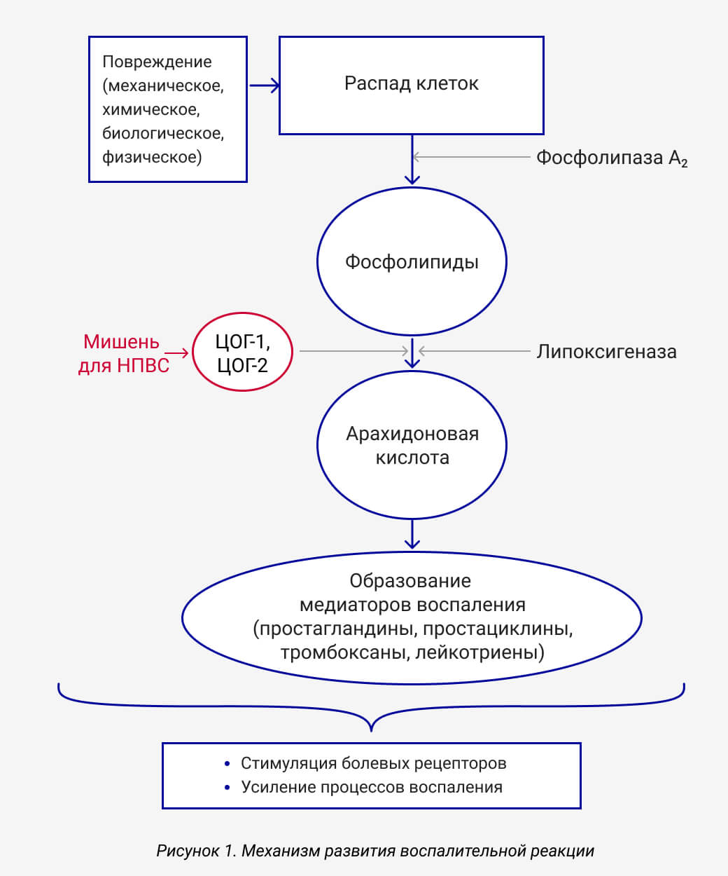 Патофизиология и принципы терапии боли | Academy Plus